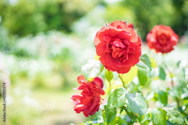 Obraz 《花》薔薇　バラ