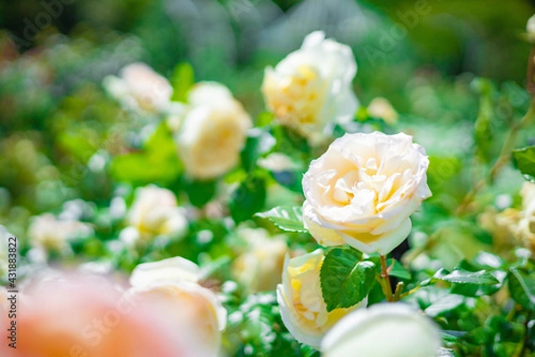 Obraz 《花》薔薇　バラ