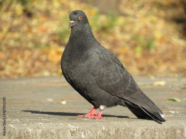 Obraz pigeons in the park