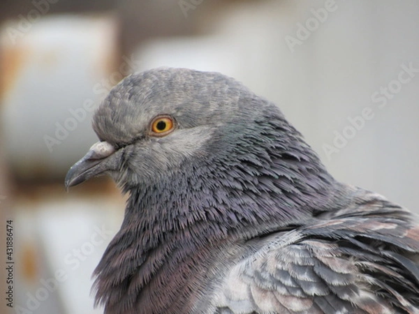 Obraz pigeon close up