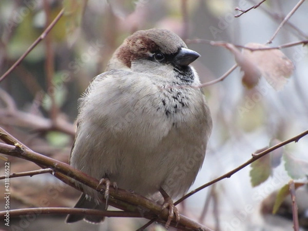 Fototapeta Gray sparrow on a branch