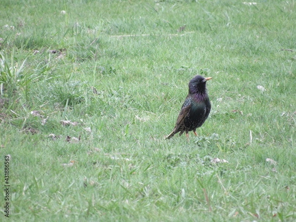 Obraz Starling on the grass