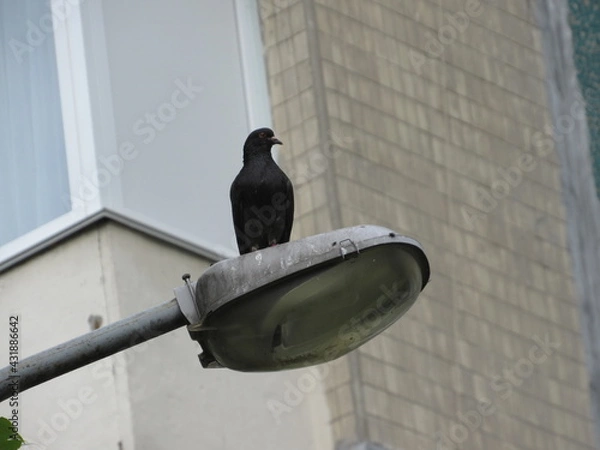 Obraz pigeon on the roof
