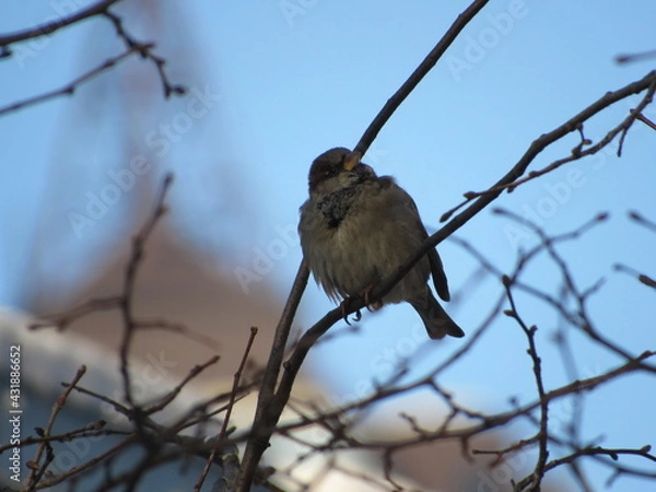 Obraz Gray sparrow on a branch