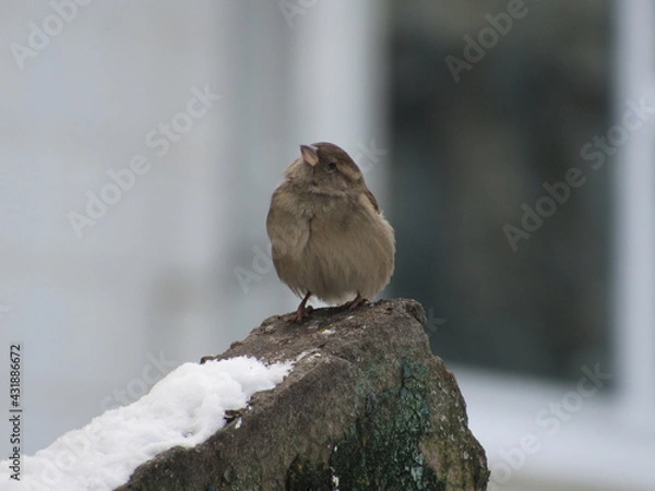 Obraz Sparrow on a stone in winter