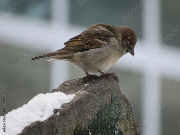 Obraz Sparrow on a stone in winter