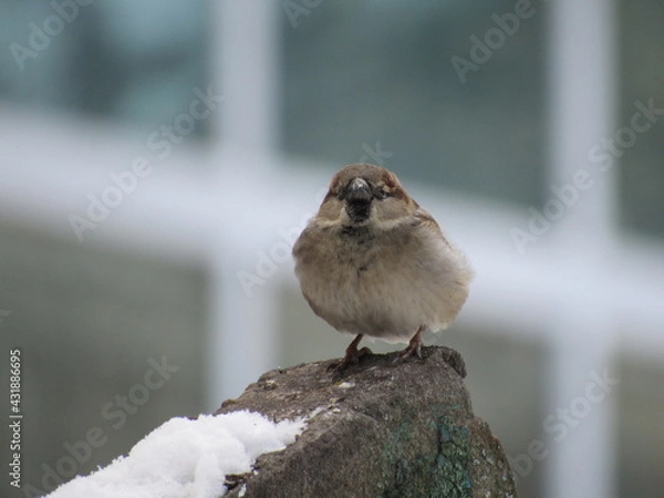Obraz Sparrow on a stone in winter