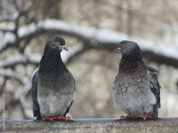 Obraz Doves on a pipe