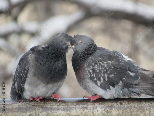 Obraz Doves on a pipe