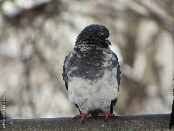Obraz Doves on a pipe