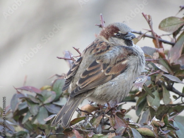 Obraz Gray sparrow on a branch