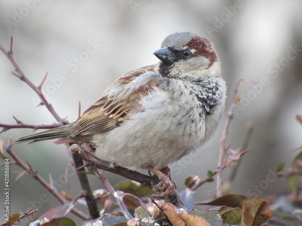 Fototapeta Gray sparrow on a branch