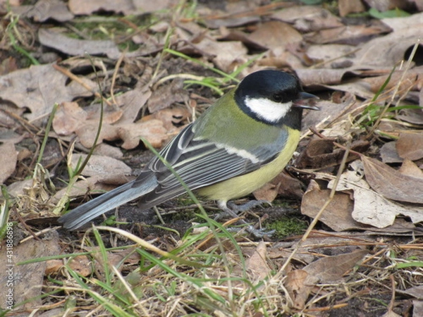 Obraz Titmouse on a branch