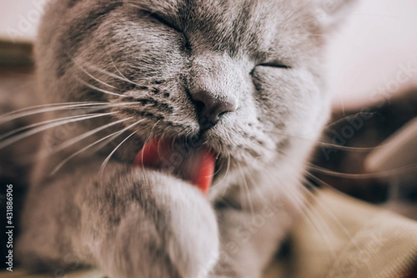 Obraz Funny british shorthair gray cat licking its paw, nose in focus