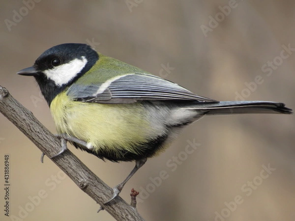 Obraz Titmouse on a branch