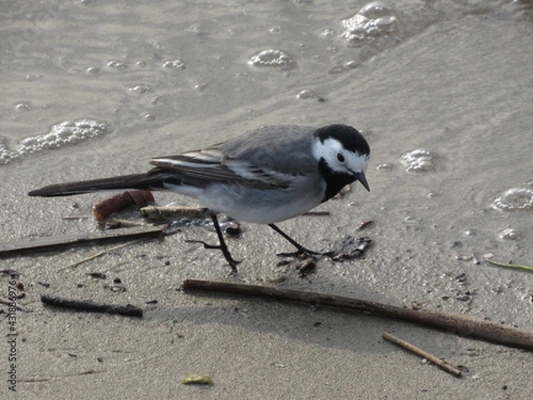 Obraz bird on the beach