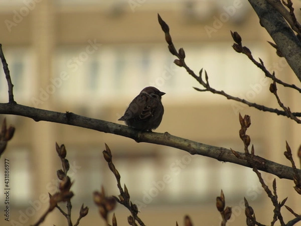 Obraz sparrow on a branch