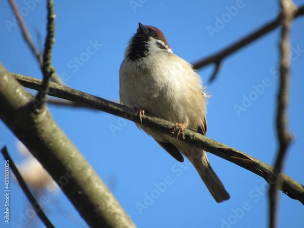 Fototapeta Gray sparrow on a branch