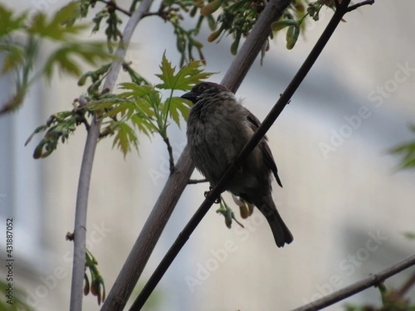 Obraz Gray sparrow on a branch