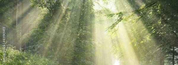 Fototapeta Pathway in a majestic green deciduous forest. Natural tunnel. Mighty tree silhouettes. Fog, sunbeams, soft sunlight. Atmospheric dreamlike summer landscape. Pure nature, ecology, fantasy, fairytale