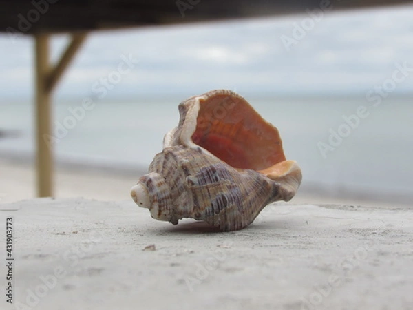 Obraz shell on the beach