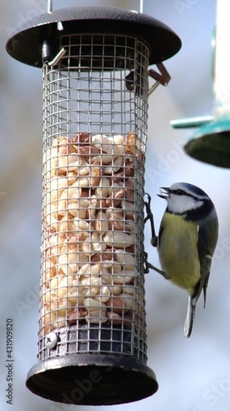 Fototapeta Blue Tit on bird feeder showing Its tongue