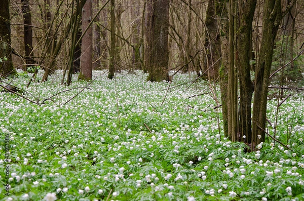 Obraz  forest with white snowdrops