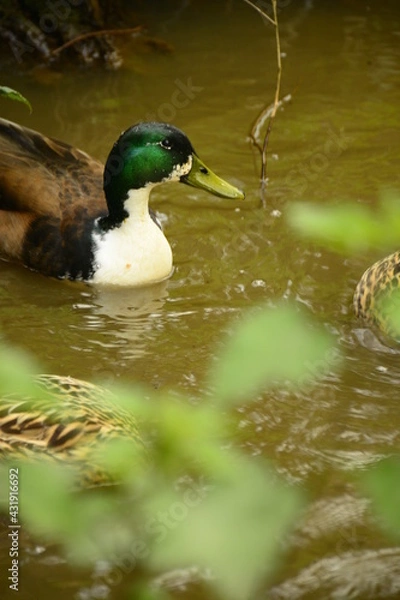 Obraz ducks are in the rıver swimming