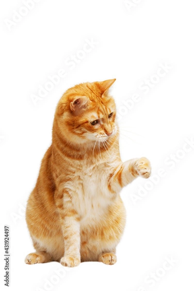 Fototapeta Ginger cat stretches out his paw isolated on white