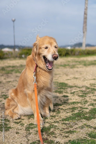 Fototapeta あくびしてるゴールデンレトリーバー