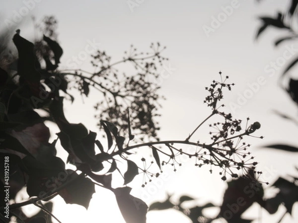 Obraz silhoutte in sunrise