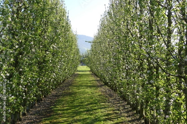 Fototapeta Tree avenue of blossoming apple trees in springtime