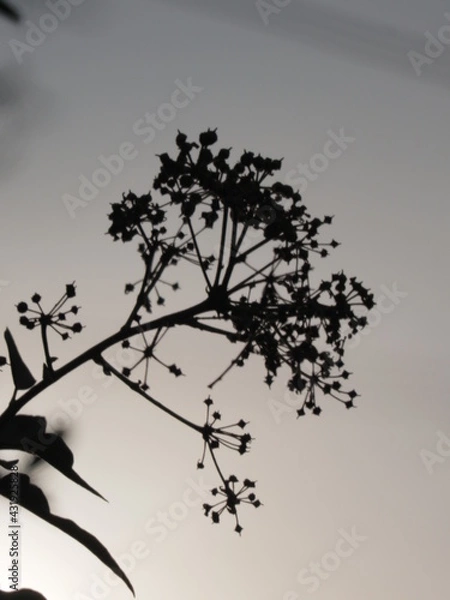 Obraz branch silhoutte