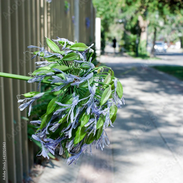 Obraz plant with blue leaf
