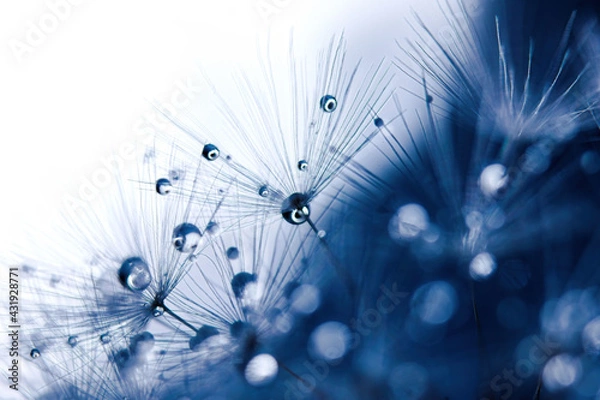 Fototapeta Dandelion seeds with dew drops are a perfect decoration for a stylish interior
