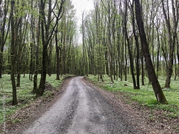 Obraz path in the forest