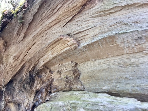 Obraz tree trunk texture