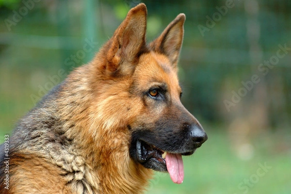 Obraz pastore tedesco