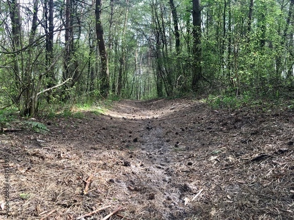 Obraz path in the forest