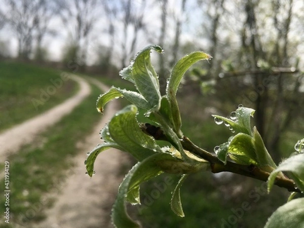Obraz leaves in the wind