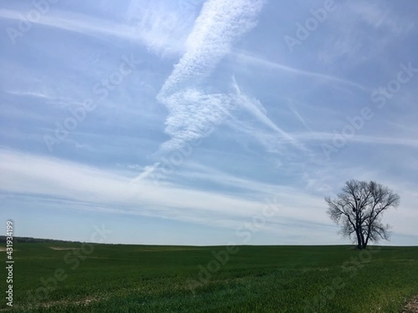 Obraz tree in the field
