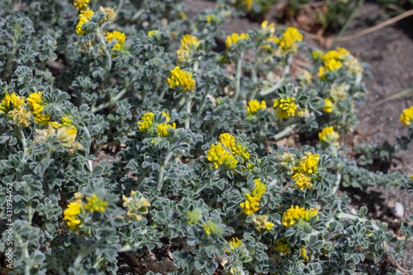 Fototapeta Bright flowering of Medicago marina(coastal medick)It is native to the Mediterranean . It forms a symbiotic relationship with the bacterium Sinorhizobium meliloti,which is capable of nitrogen fixation