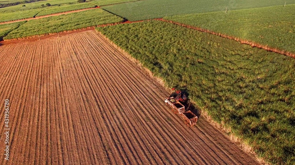 Fototapeta Sugar cane hasvest plantation aerial