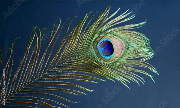 Fototapeta peacock feather, close-up, gray background