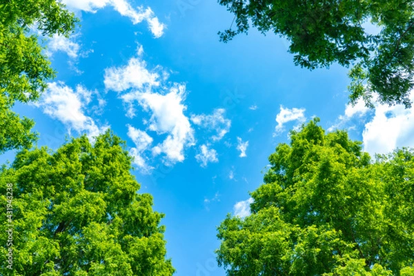 Fototapeta 木々の緑と青空