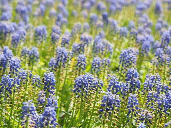 Fototapeta ムスカリアルメニアカムの美しい花畑