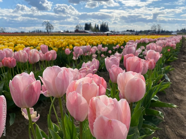 Obraz tulip field in spring