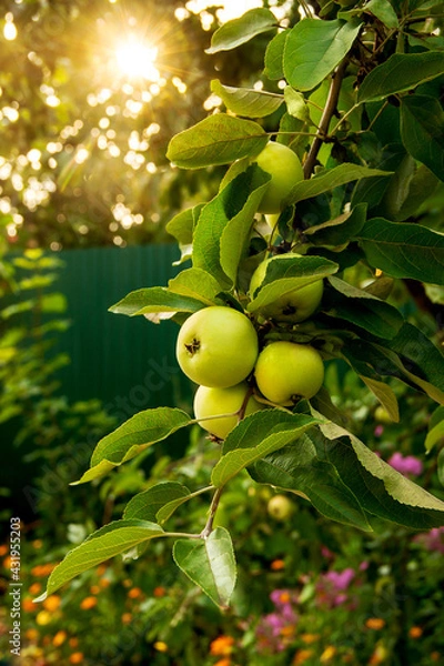 Obraz Bunch of young green apple fruit hanging from apple tree branch. Garden flowers and rays of sunset at the background. Gardening, harvest, summer concept