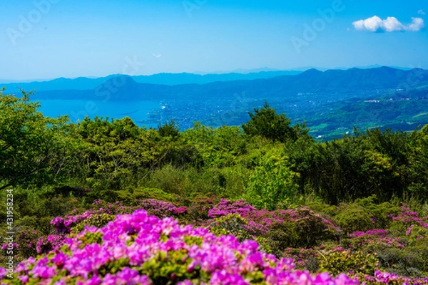 Fototapeta 経塚山のミヤマキリシマ
