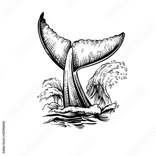 Fototapeta Whale tail with water waves, vector black and white illustration.